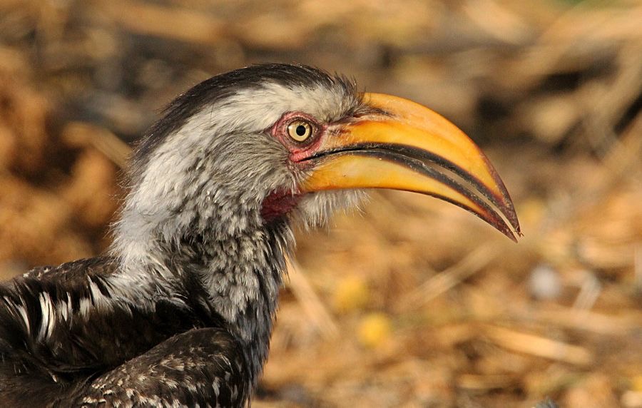 SOUTHERN  YELLOW HORNBILL common bird..jpg