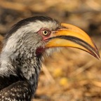 SOUTHERN  YELLOW HORNBILL common bird..jpg