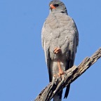 SOUTHERN PALE   CHANTING  GOSHAWK common Raptor.jpg