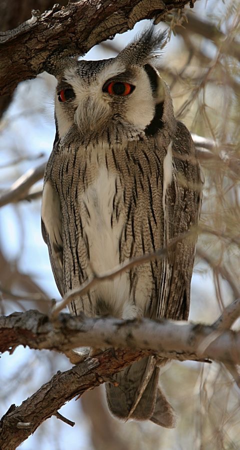 SOUTHERN WHITE FACED SCOPS OWL.jpg