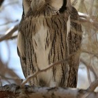 SOUTHERN WHITE FACED SCOPS OWL.jpg