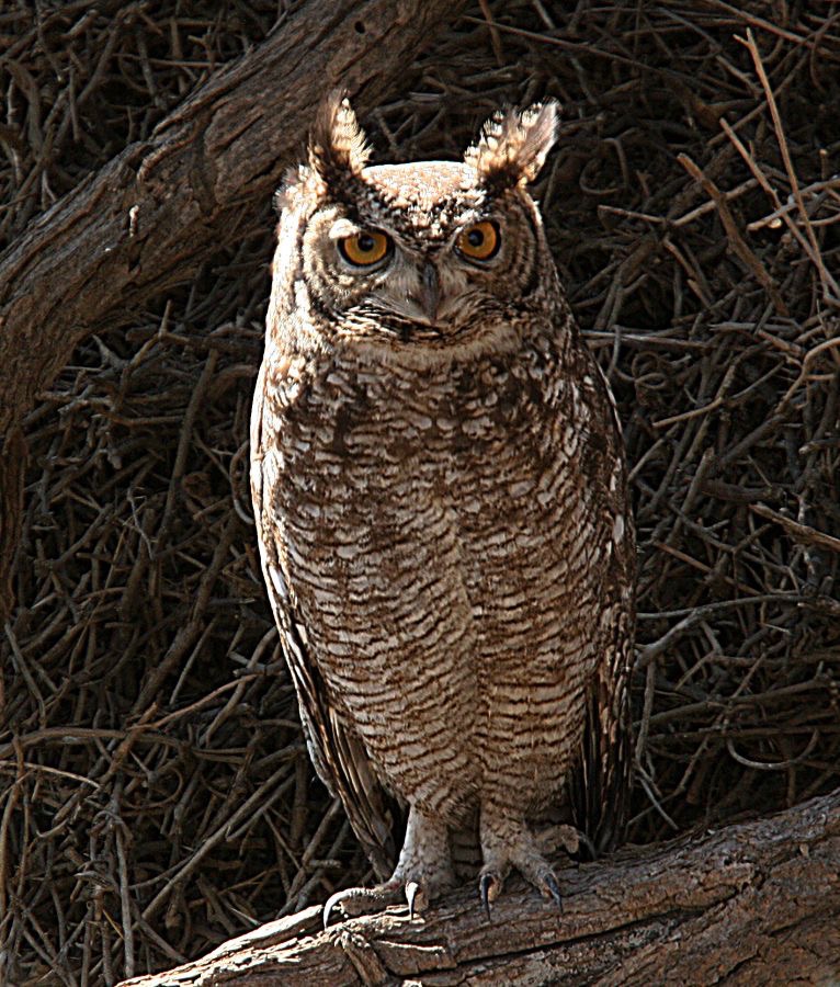 SPOTTED  EAGLE    OWL.jpg