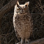 SPOTTED  EAGLE    OWL.jpg