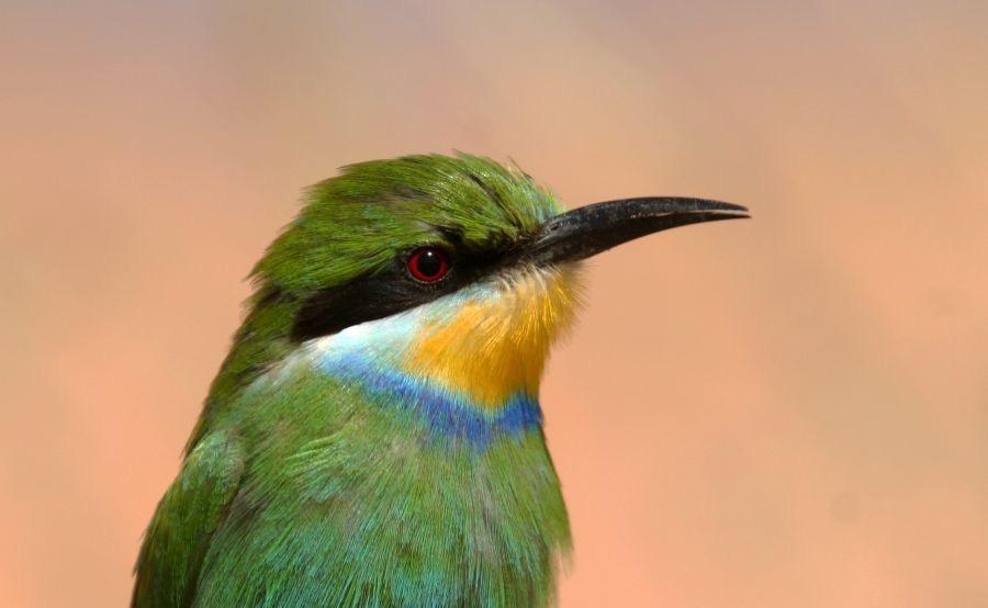 SWALLOW TAILED  BEE-EATER  Kalahari  special.jpg