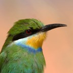 SWALLOW TAILED  BEE-EATER  Kalahari  special.jpg
