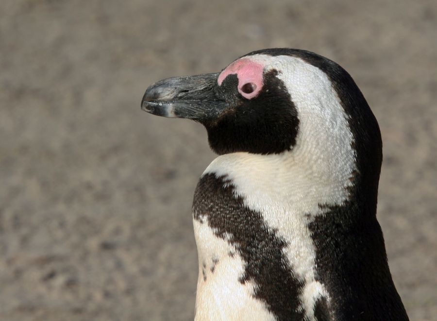 AFRICAN  JACKASS  PENQUIN.jpg