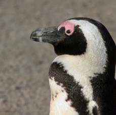AFRICAN  JACKASS  PENQUIN.jpg