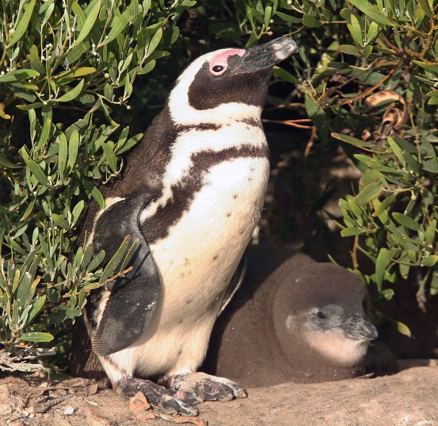 AFRICAN JACKASS PENQUIN        with juvenile.jpg