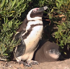 AFRICAN JACKASS PENQUIN        with juvenile.jpg