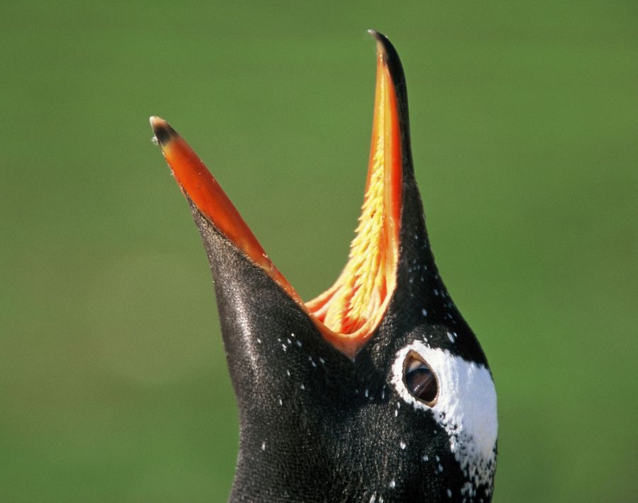 GENTOO  PENQUIN 2002      Calling        Sealion Island.jpg