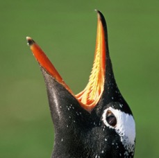 GENTOO  PENQUIN 2002      Calling        Sealion Island.jpg