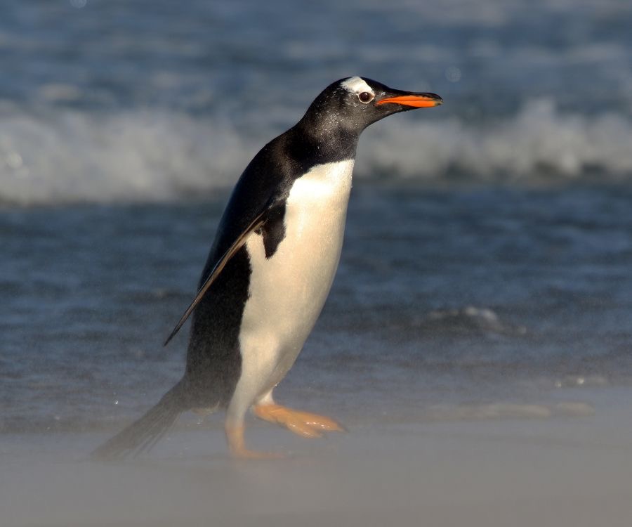 GENTOO PENQUIN   2016.    in a sand storm.  Sealion Island.jpg
