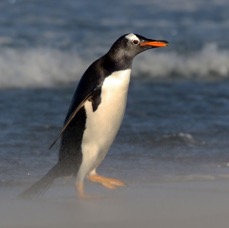 GENTOO PENQUIN   2016.    in a sand storm.  Sealion Island.jpg