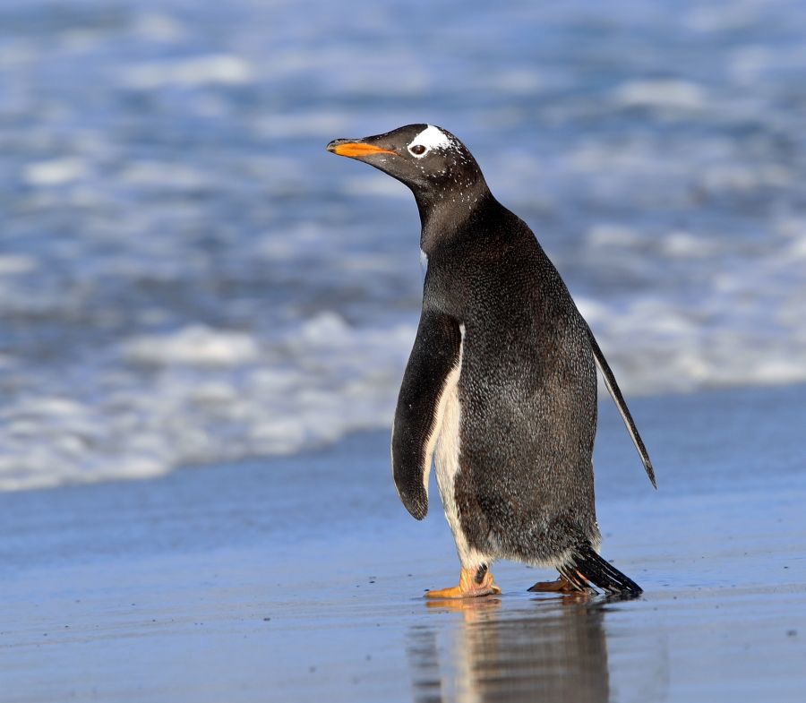 GENTOO PENQUIN  2016 going to sea. Sealion Island..jpg
