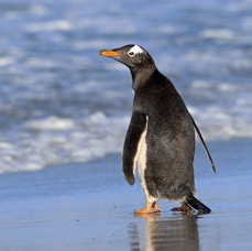 GENTOO PENQUIN  2016 going to sea. Sealion Island..jpg
