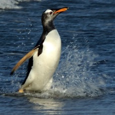 GENTOO PENQUIN  2016 splashing ashore Sealion Island.jpg