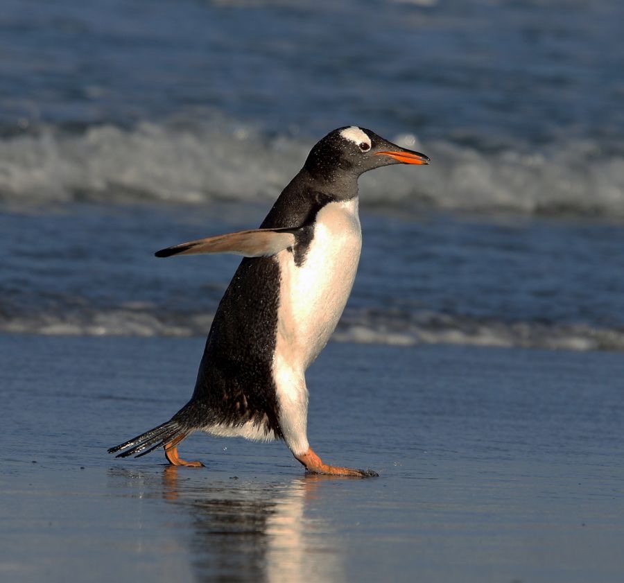 GENTOO PENQUIN 2016 walking on beach Sealion Island.jpg