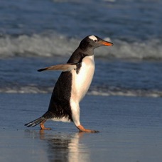 GENTOO PENQUIN 2016 walking on beach Sealion Island.jpg