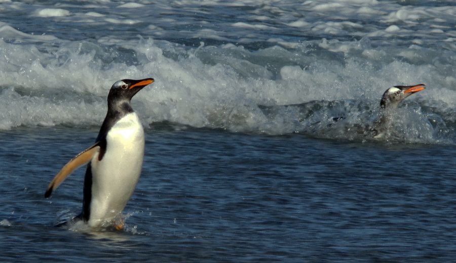 GENTOO PENQUINS  2016 struggling ashore Sealion Island.jpg
