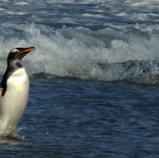 GENTOO PENQUINS  2016 struggling ashore Sealion Island.jpg