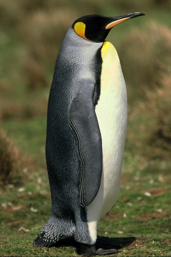 KING        PENQUIN 2002   standing  Volunteer Point.jpg