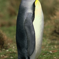 KING        PENQUIN 2002   standing  Volunteer Point.jpg