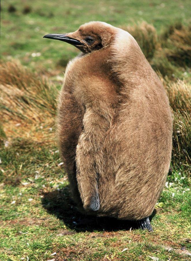 KING        PENQUIN 2002  Junenile   Volunteer Point.jpg