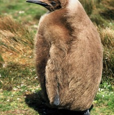 KING        PENQUIN 2002  Junenile   Volunteer Point.jpg