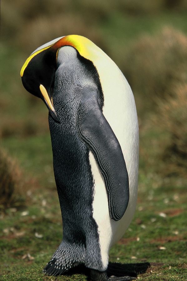 KING        PENQUIN 2002  preening Volunteer Point.jpg