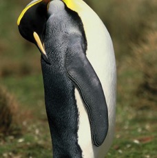 KING        PENQUIN 2002  preening Volunteer Point.jpg