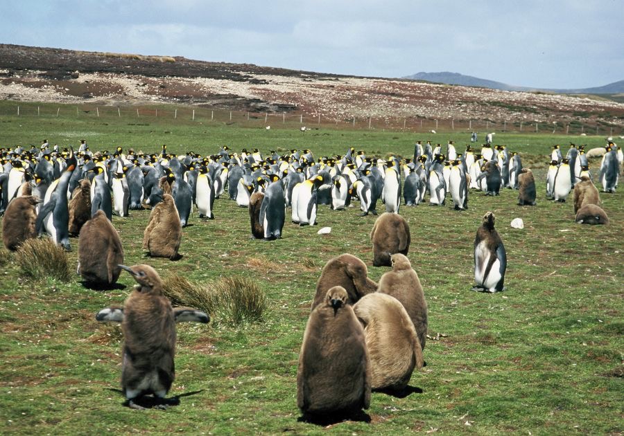 KING      PENQUINS 2002  Colony   Volunteer Point.jpg