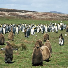 KING      PENQUINS 2002  Colony   Volunteer Point.jpg