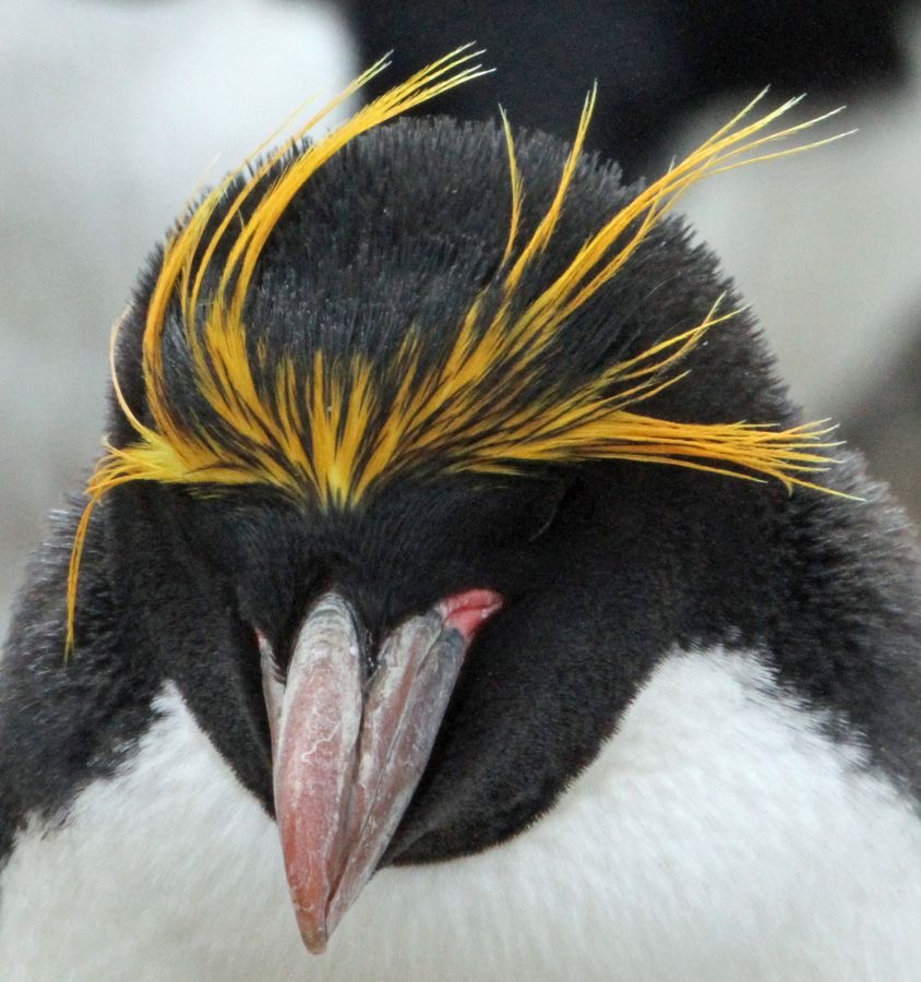 MACARONI PENQUIN. 2016 headshot.    Pebble Island..jpg
