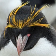 MACARONI PENQUIN. 2016 headshot.    Pebble Island..jpg