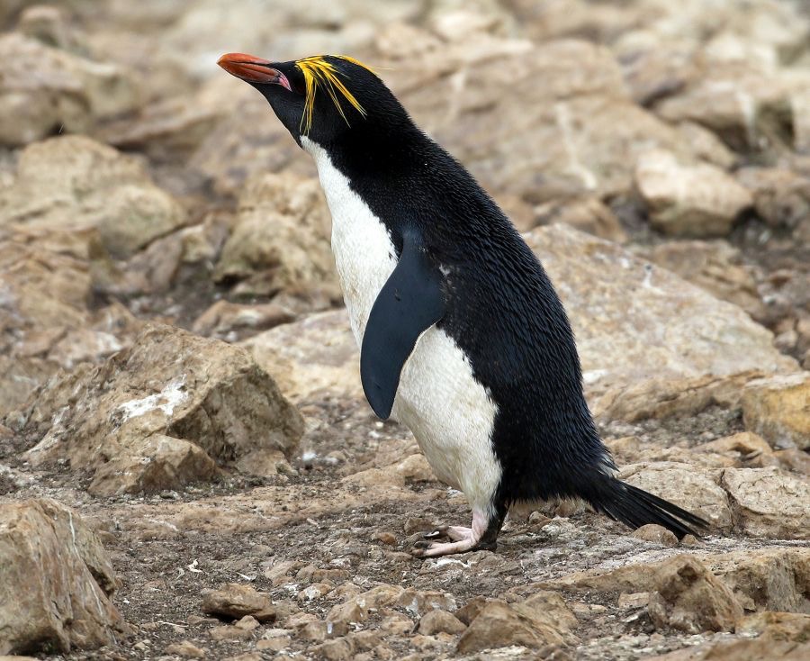 MACARONI PENQUIN. 2016 Pebble Island.jpg