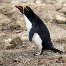 MACARONI PENQUIN. 2016 Pebble Island.jpg