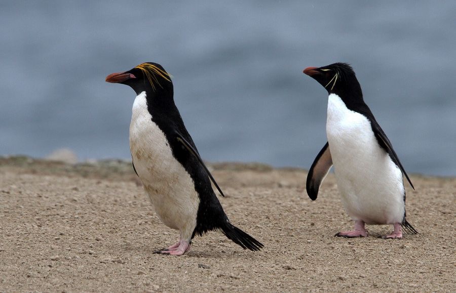 MACARONI with ROCKHOPPER pair PENQUINS 2016. Pebble Island..jpg