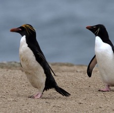 MACARONI with ROCKHOPPER pair PENQUINS 2016. Pebble Island..jpg