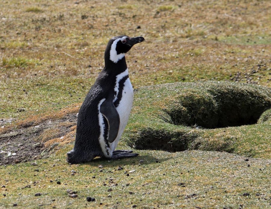 MAGELLANIC PENQUIN  2016   at the burrow  Pebble Island.jpg