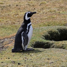 MAGELLANIC PENQUIN  2016   at the burrow  Pebble Island.jpg