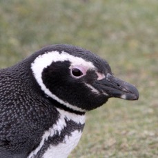 MAGELLANIC PENQUIN 2016  Headshot    Pebble Island.jpg