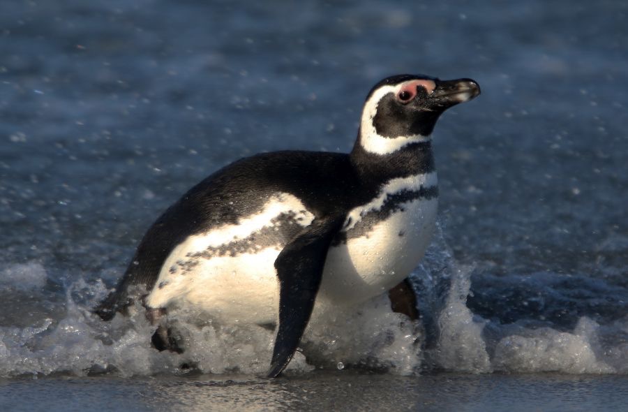 MAGELLANIC PENQUIN 2016 leaving the sea Sea Lion Island.jpg