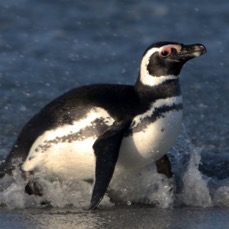 MAGELLANIC PENQUIN 2016 leaving the sea Sea Lion Island.jpg