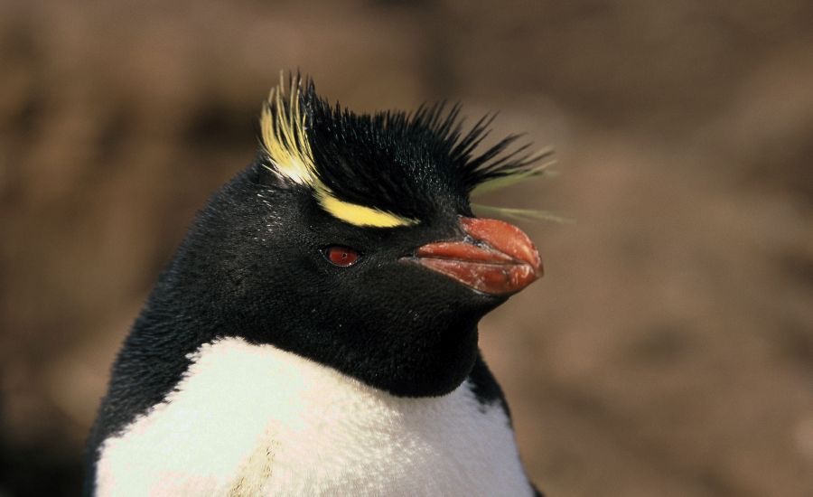 ROCKHOPPER  PENQUIN 2002       headshot      Pebble Island.jpg
