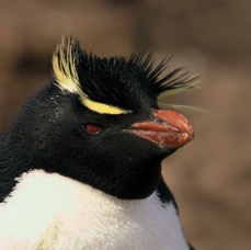ROCKHOPPER  PENQUIN 2002       headshot      Pebble Island.jpg