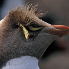ROCKHOPPER PENQUIN  2002        Rare   Albino   Pebble Island.jpg