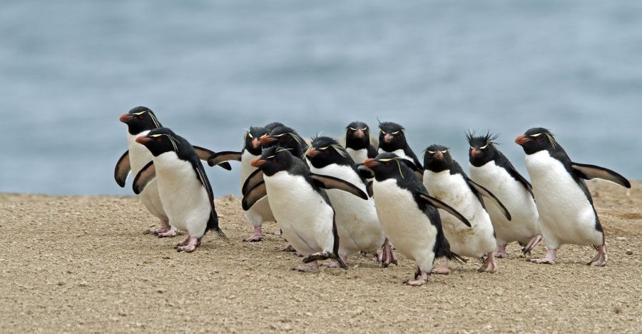 ROCKHOPPER PENQUIN Parade 2016             Pebble Island.jpg
