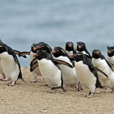 ROCKHOPPER PENQUIN Parade 2016             Pebble Island.jpg