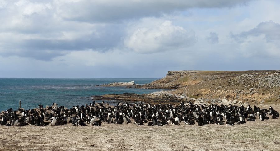 ROCKHOPPER PENQUINS 2016   colony             Pebble Island.jpg