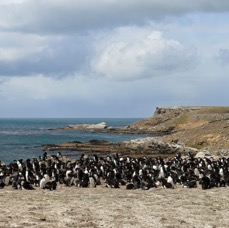 ROCKHOPPER PENQUINS 2016   colony             Pebble Island.jpg